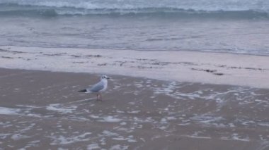 Martı uzakta deniz kumlu sahilde bir dalga tarafından yıkanmış