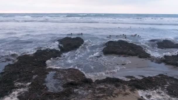 Las aves marinas patos y gaviotas nadan en el mar. Kamka algas marinas en la playa de arena al atardecer . — Vídeos de Stock