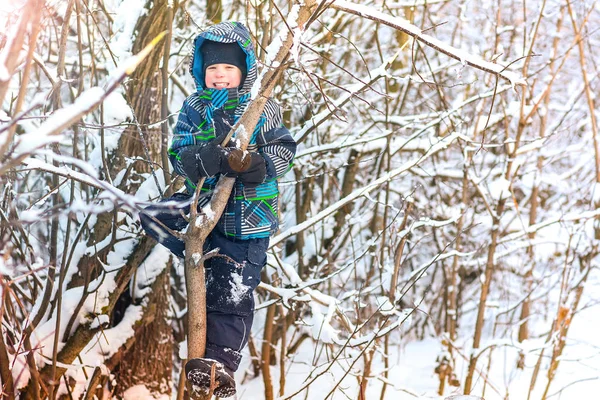 Pequeño niño sonriente trepa a un árbol en el bosque de invierno . — Foto de Stock