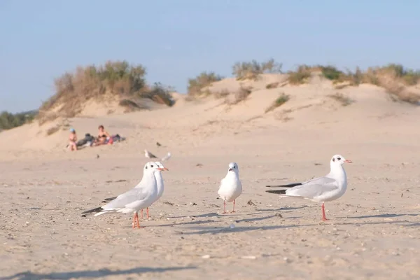 Birds seagulls eat bread on the sandy dune beach. — Stock Photo, Image