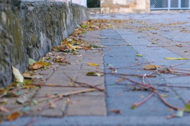 Şehrin kaldırım üzerinde sarı renkli güzel yaprakları.