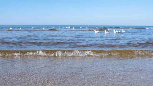 Dalgalar, kum plaj ve yüzme martılar ile güzel deniz manzarası.