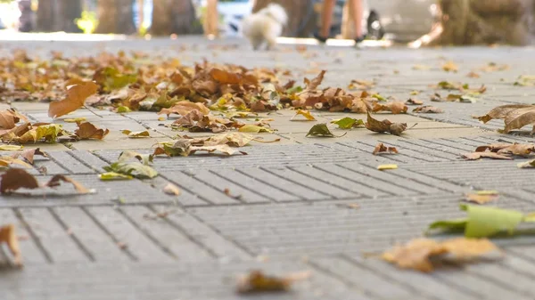 Şehrin kaldırım üzerinde sarı renkli güzel yaprakları.