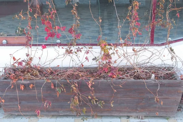 乾燥した植物が付いている通りに木製の花壇. — ストック写真