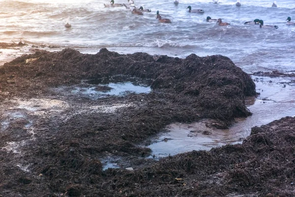 Морские птицы утки и чайки плавают в море. Камка водоросли на песчаном пляже на закате . — стоковое фото