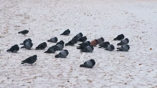 Kış aylarında karla kaplı kum üzerine oturan güvercin sürüsü. — Stok video