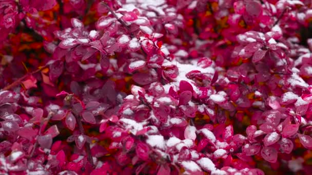 Nieve en la hermosa planta roja vista de cerca . — Vídeo de stock