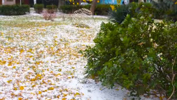 Sneeuw in de zuidelijke regio met gele bladeren in het park en groene planten. — Stockvideo