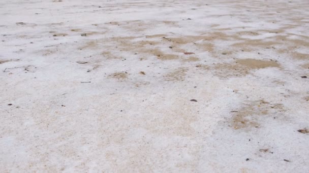 Playa de arena con nieve y hojas amarillas de cerca . — Vídeo de stock