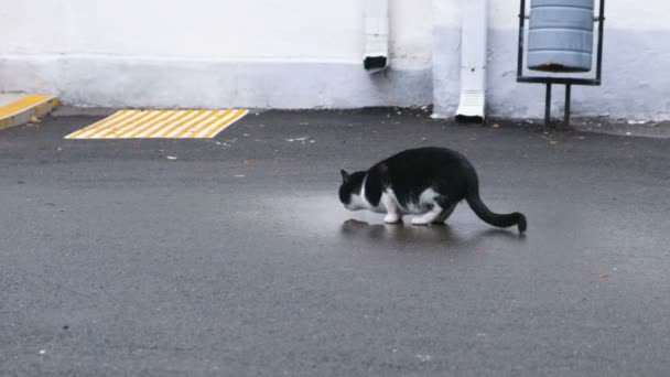 Chat eau potable d'une flaque d'eau sur le trottoir . — Video