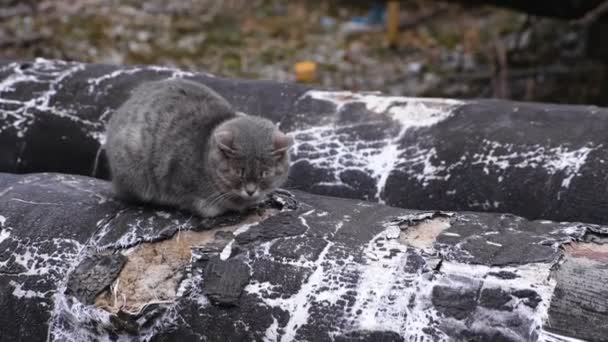 Fűtés a fő gázvezeték az utcában. Szürke macska sütkérezve a meleg cső. — Stock videók
