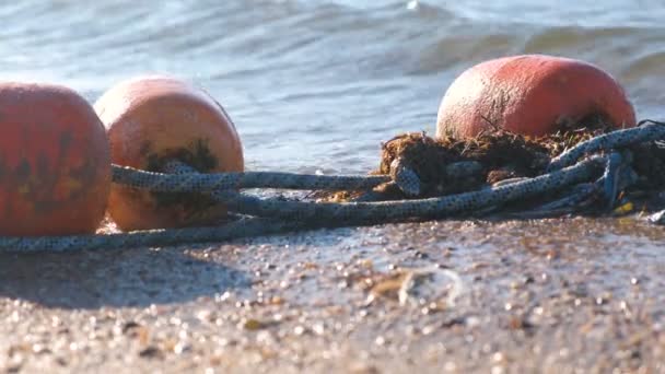 Boe Tra Onde Sulla Sabbia Sulla Costa — Video Stock