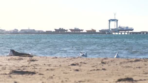 Uitzicht op het zandstrand met meeuwen en de zeehaven met boten op de pier. — Stockvideo