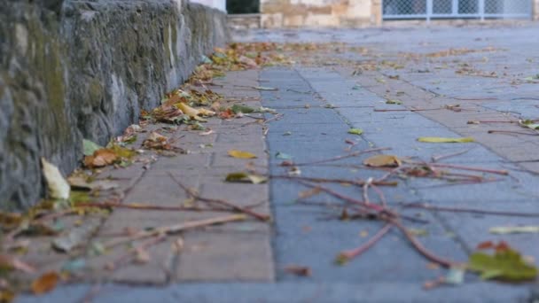 Yellow colorful beautiful leaves on the sidewalk in the city. — Stock Video
