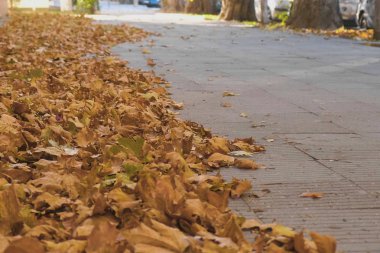 Şehir kaldırım yere güzel sarı altın sonbahar akçaağaç ağaç yaprak.