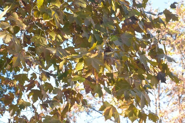 Javor s žluté a zelené listí na podzim. — Stock fotografie