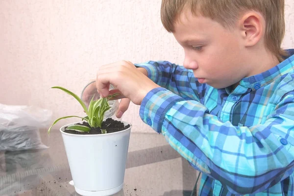 Concepto de cuidado vegetal. Boy está plantando planta de interior y riego . — Foto de Stock