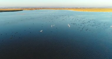 Gölet kuğular şehir arka plan üzerinde gün batımında havadan görüntüleri ile.