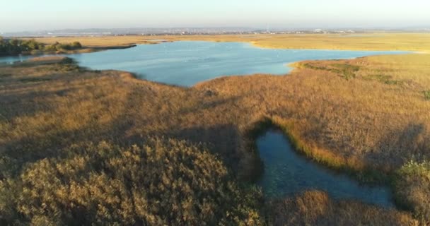 Вологі луки, болота на міському тлі, повітряні кадри з лебедями на заході сонця . — стокове відео