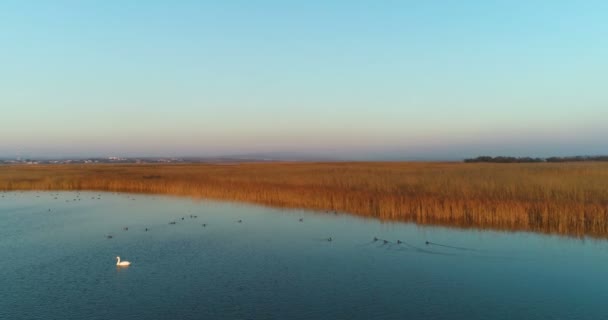 都市の背景に白鳥、夕暮れ時の空中映像が付いている池. — ストック動画