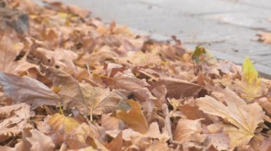 Şehir kaldırım yere sonbahar yaprakları.