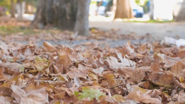 Осіннє листя на землі в міському тротуарі з ходячими людьми . — стокове відео