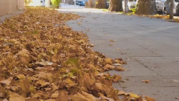 Bela árvore de bordo amarelo dourado outono folhas no chão na calçada da cidade . — Vídeo de Stock