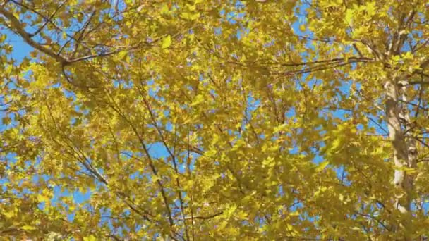 Sonbaharda akçaağaç ağaç sarı ve yeşil yaprak. — Stok video