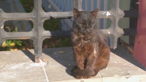 Brun katt sittande och sola i parken. — Stockvideo