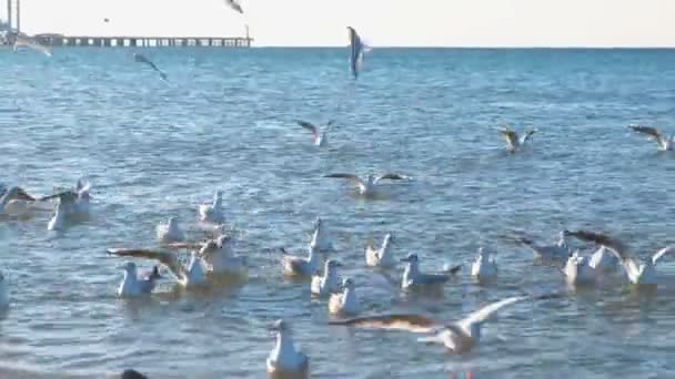 Gabbiani sulla spiaggia vicino al molo . — Video Stock