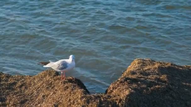 シーガルが海のビーチに座っていると飛行 — ストック動画