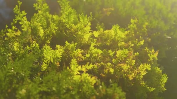 Immergrüne Arborvitae, erleuchtet von der hellen Sonne. — Stockvideo