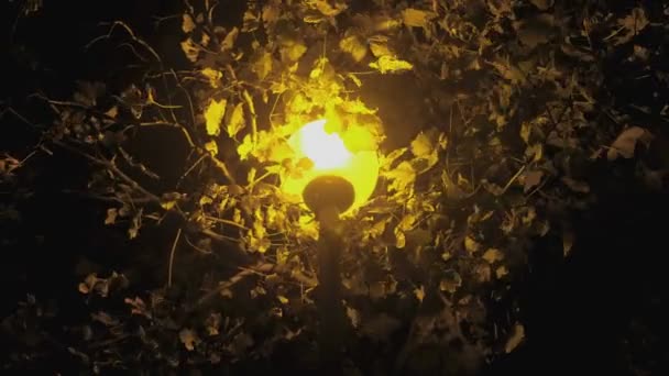 Lampione stradale sotto un albero di notte al buio con luce gialla primo piano . — Video Stock
