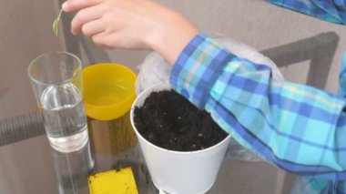 Bitki bakım kavramı. Anne ve oğlu eller houseplant dikim. Tencerede Chlorophytum repotting.