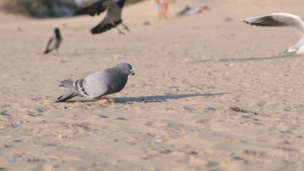 Corvos de pássaros, gaivotas e gaivotas comem pão na praia de dunas arenosas . — Vídeo de Stock