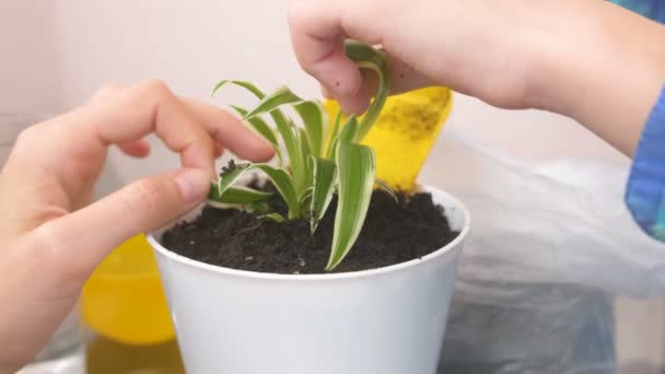 Plant care concept. Mom and sons hands are planting houseplant. Repotting the Chlorophytum in the pot. — Stock Video