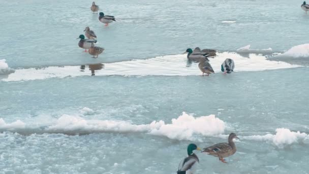 Fåglar änder vid floden isen. — Stockvideo