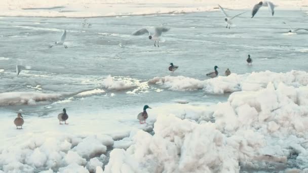 Gaivotas de pássaros e patos no rio de gelo . — Vídeo de Stock