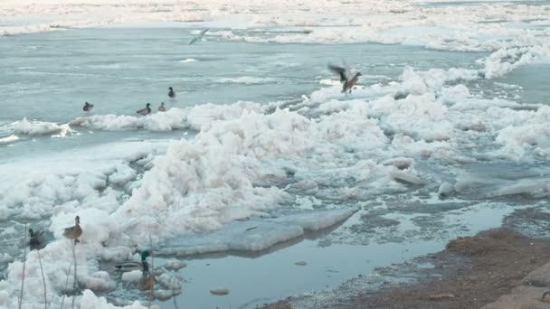 Madarak sirályok és a kacsák a jég river beach. — Stock videók