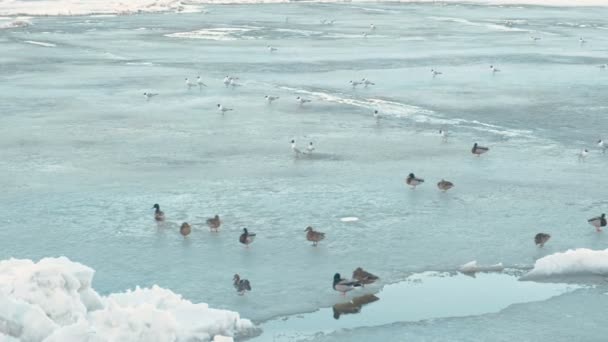 Kuşlar Ördekler Buz Nehri Üzerinde — Stok video