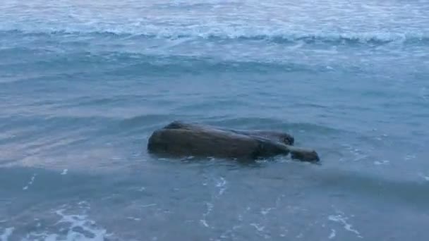 Laço de madeira lavado em terra pelas ondas do mar. Bela paisagem marinha . — Vídeo de Stock