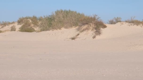 Dunes de sable avec des arbres contre le ciel en été . — Video