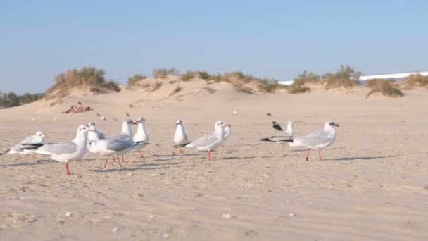 Vögel Krähen und Möwen fressen Brot am Sanddünenstrand. — Stockvideo