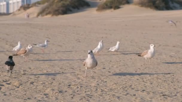 Pájaros cuervos y gaviotas comen pan en la playa de arena . — Vídeos de Stock
