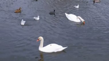 Nehir kuğular ve ördekler su ile.