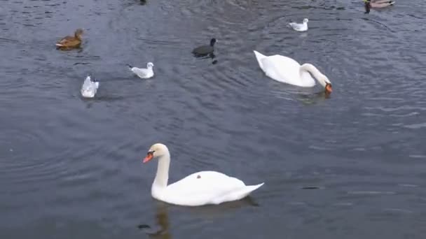 Río con cisnes y patos en el agua . — Vídeo de stock