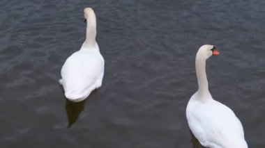Güzel beyaz kuğular suda yüzen ile nehir.