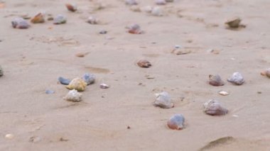 Sandy beach rapan kabukları ve kabuklu deniz hayvanı kabuğu.