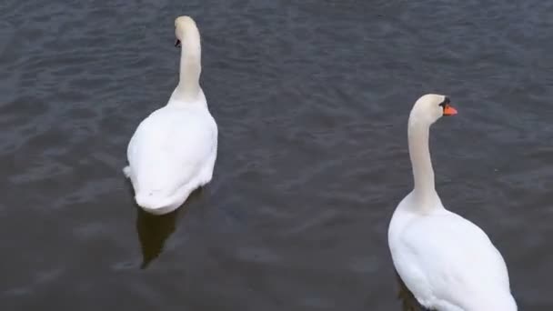 Río con hermosos cisnes blancos nadando en el agua . — Vídeo de stock