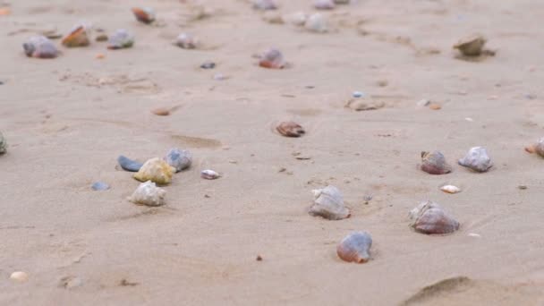 Plage de sable avec coquilles de rapan et une coquille de conque . — Video